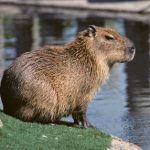 (Capybara) கபிபரா