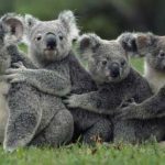 அறிவோம் பொம்மைக் கரடி : கோலா (Koala)