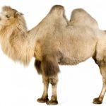 இரட்டைத் திமில் ஒட்டகம்(Siberian Camel)