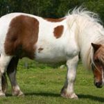 குள்ளக் குதிரை(Shetland Pony)