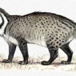 மலபார் புனுகுப் பூனை(Malabar large spotted Civet)